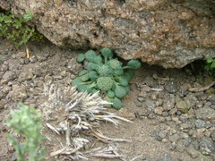 Leucocera pterocalyx