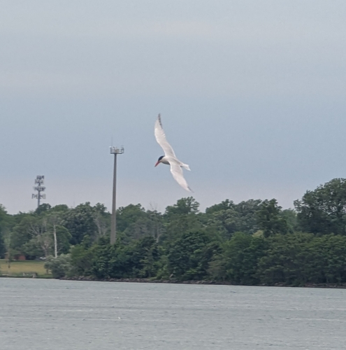 Caspian Tern