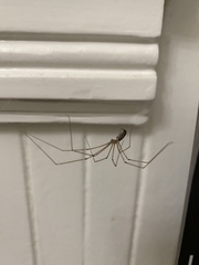 Pholcus phalangioides