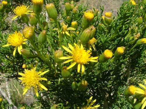 Variety Senecio subulatus subulatus · iNaturalist