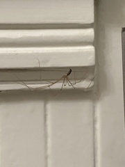 Pholcus phalangioides