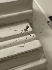 Pholcus phalangioides