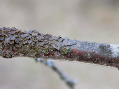 Melanohalea septentrionalis