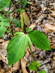 Trillium viridescens