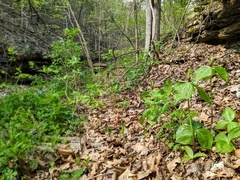 Trillium viridescens