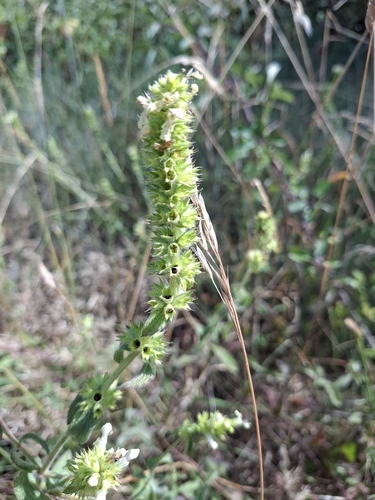 Perennial Yellow-woundwort