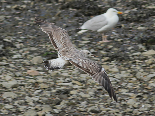 Lesser Black-backed Gull