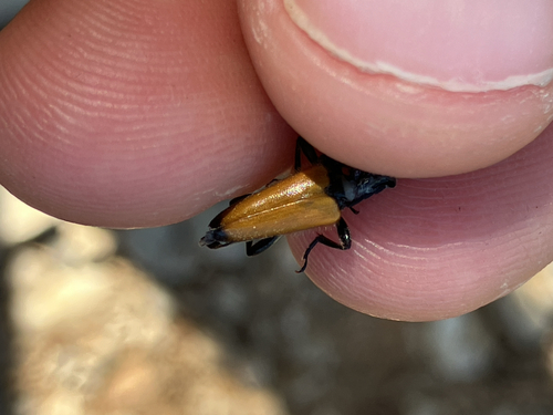 tawny longhorn beetle