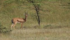 Gazella bennettii