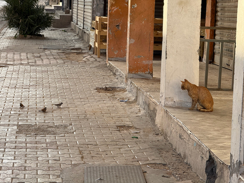 Domestic Cat