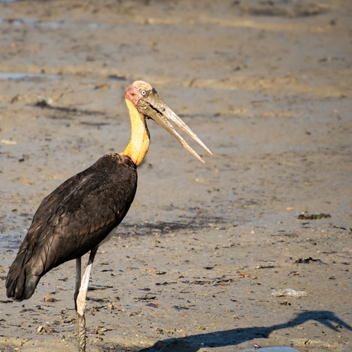 Lesser Adjutant