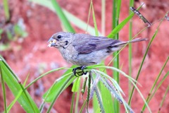 Sporophila caerulescens