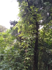 Tetrastigma obtectum