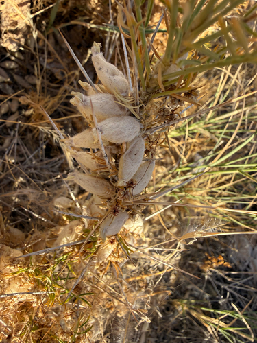 Astragalus armatus