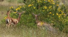 Gazella bennettii