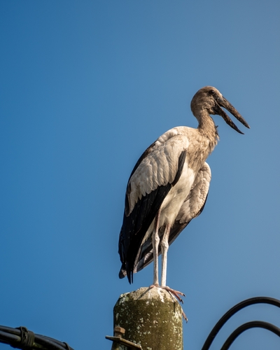 Asian Openbill
