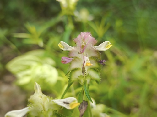 Crested Cow-wheat