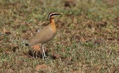 Cursorius coromandelicus