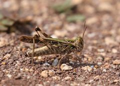 Oedaleus decorus