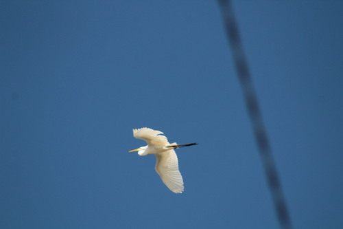 Great Egret