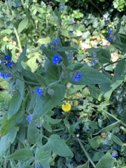 Pentaglottis sempervirens