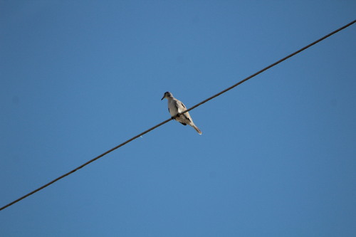 Picuí Ground Dove