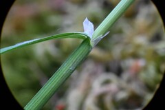 Melica subulata, photograph (c) Rostyslav Yurechko, some rights reserved (CC BY)