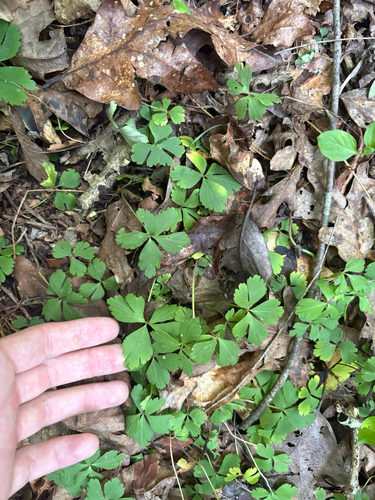 Anemone quinquefolia, photograph 2