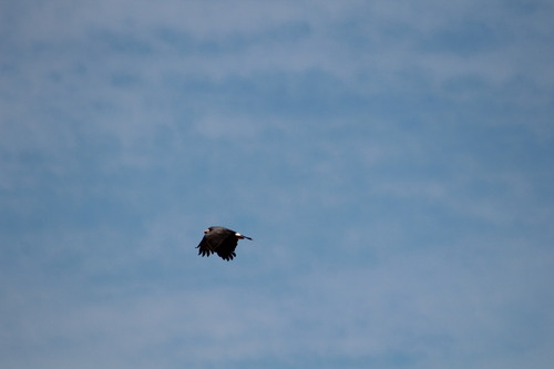Snail Kite
