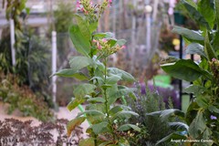 Nicotiana tabacum