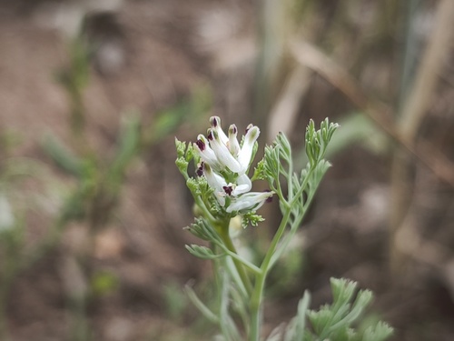 fineleaf fumitory