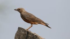 Rufous-Tailed Lark photo 3
