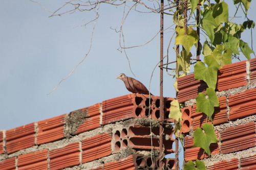 Ruddy Ground Dove