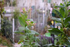 Nicotiana tabacum