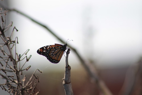 Southern Monarch