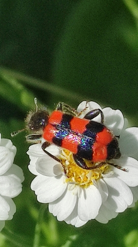 Bee-eating Beetle