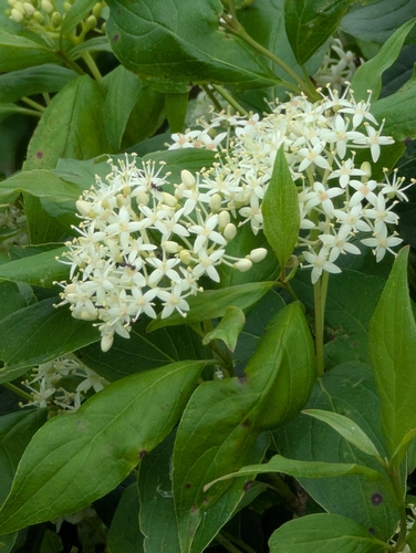 red osier dogwood