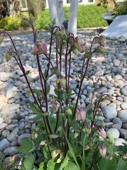 Aquilegia vulgaris
