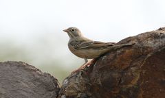 Emberiza buchanani