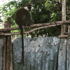 Chlorocebus aethiops