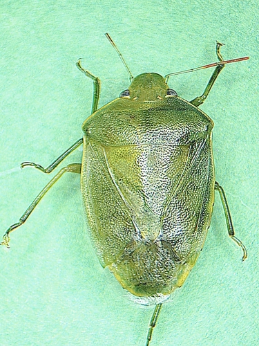 Acrosternum heegeri