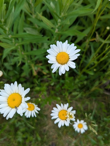 oxeye daisy