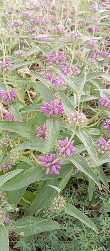 rough-leaved phlomis