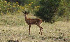 Gazella bennettii