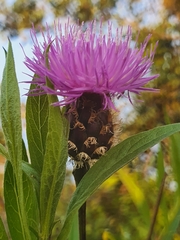 Cheirolophus sempervirens