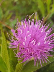 Cheirolophus sempervirens