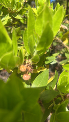 Arctostaphylos virgata