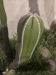 Lophocereus