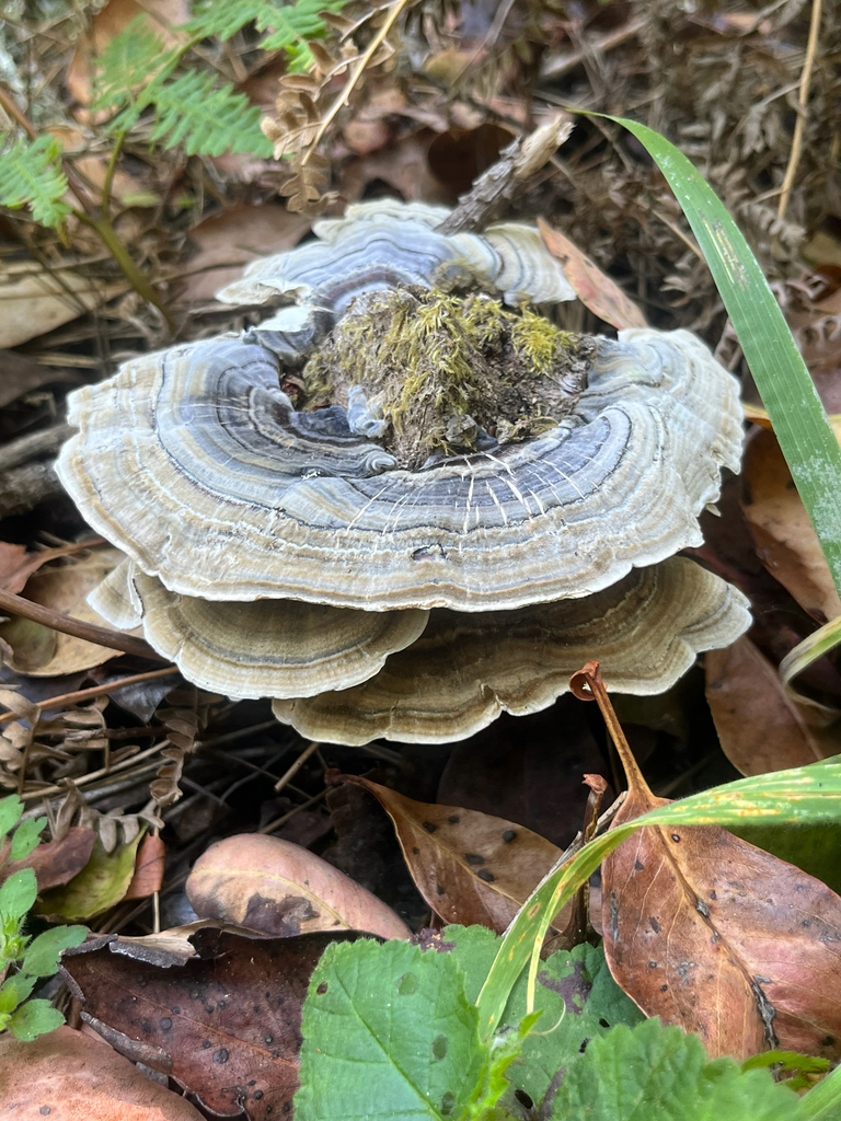 turkey-tail · June 2026 · photo: Photo: no rights reserved · iNaturalist