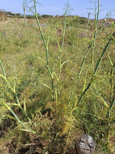 fennel